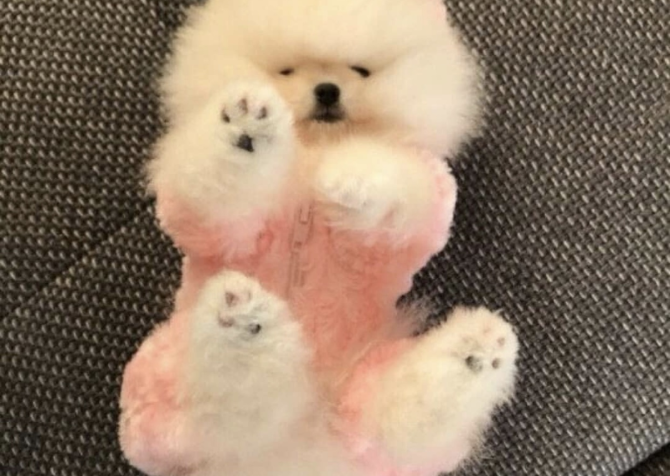 Boo Pomeranian teddy bear bebeklerimiz